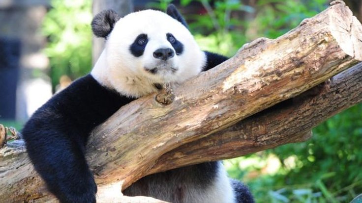 [panda]