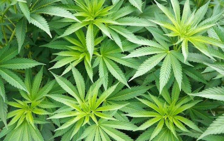 Marijuana plant