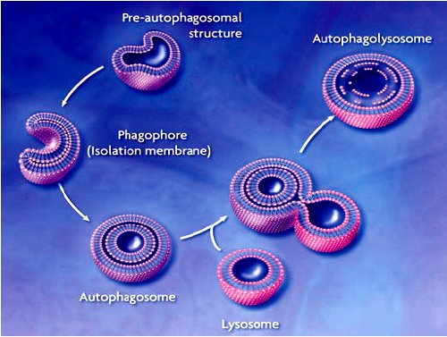 Hücreler aç kaldıklarında, mitokondri gibi kendine ait organelleri yiyerek kendilerine enerji sağlarlar. Bunun için kendi organellerini endomembranları ile sarar (otofagozom) ve ortaya çıkan bu otofagozomlar kendi lisozomları ile kaynaşarak otofagolisozomları oluşturur. Lizozomların içerdiği hidrolitik enzimler otofagolisozomların içerisindeki hücrenin kendine ait organelleri sindirerek yok eder.