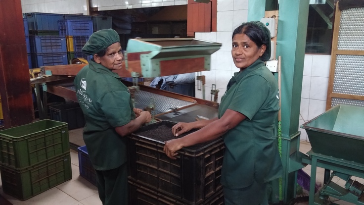 Ziyaretimiz sırasında bize eşlik eden fabrika temsilcisi Deepthi, Seylan çayının benzersizliğini şöyle anlatıyor: “Sri Lanka, Hint Okyanusu ile çevrili olduğu için serin bir iklimi var. Hava koşulları İngiltere’ye benzediği için buraya küçük İngiltere de deniliyor. Adanın etrafının plaj kumlarıyla çevrili olması özel koşulları oluşturarak adanın serin kalmasını sağlıyor.”