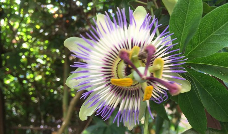 Permakültür eğitmeni Didem Çivici’nin yetiştirmekten en çok keyif aldığı sarmaşıklardan passiflora (saat) çiçeği.