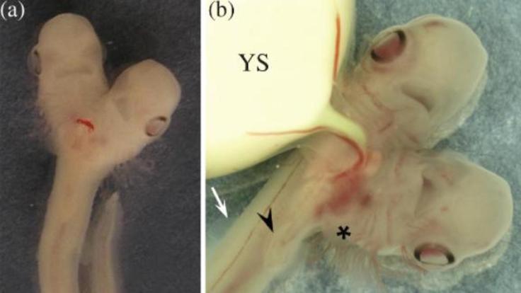 Malaga'daki laboratuvarda bulunan çift başlı köpek balığı embriyosu.