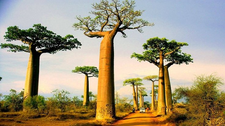 Baobab ağacı