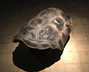 kaplumbağa600