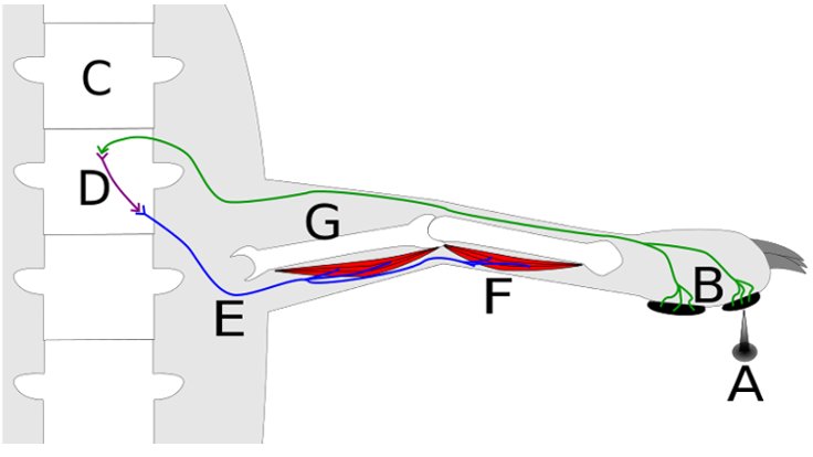 Refleks arkında, sinirler tarafından oluşturulan aksiyon potansiyeli (uyarı sinyali) anlamlandırılmak için beyne gitmez, böylece uyarıya çok daha hızlı yanıt vermek mümkün olur. (A) uyaranına dokunulduğunda uyaranın oluşturduğu sinyal yeşil renkli duyu siniri (B) omurga içindeki omuriliğe (C ) taşınır. Burada kısa bir bağlantı hücresi (D) aracılığı ile mavi renkle gösterilen hareket (motor) sinirine (E) aktarılır. Motor sinir, kaslara sinyal göndererek kasların (F) kasılmasını sağlar ve kaslar aracılığı ile iskelet (G) hareket ederek eli uyarandan uzaklaştırılır.